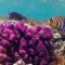 Corales se desintegran por causa de altas temperaturas oceánicas en Florida