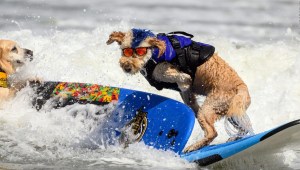 Así fue el mundial de surf para perros