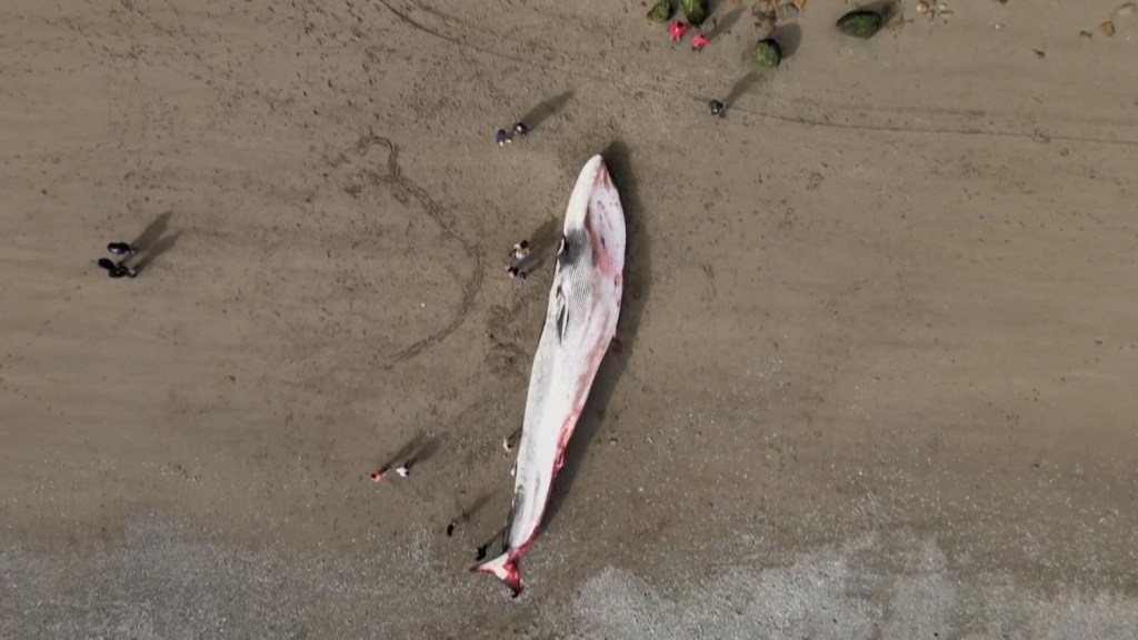 Una ballena azul encalló en una playa en el sur de Chile