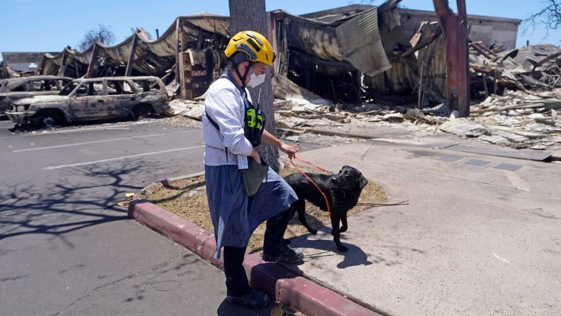 perros detectores cadáveres maui