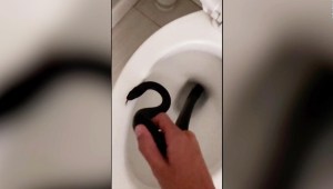 Espeluznante serpiente sorprende en el baño de la propietaria