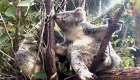 Una koala predice el resultado de Inglaterra-Australia