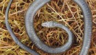 Nueva especie de serpiente en Perú es nombrada Harrison Ford