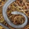 Nueva especie de serpiente en Perú es nombrada Harrison Ford