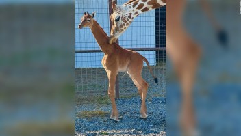 Nace en Tennessee la única jirafa sin patrones del mundo