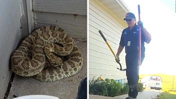 Empleado de FedEx se enfrenta a una serpiente venenosa