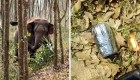 Elefante halló un mochila con opio