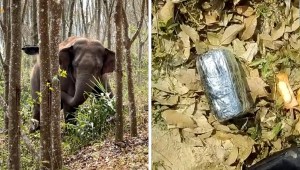 Elefante halló un mochila con opio