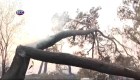 Un árbol aplasta una camioneta en una transmisión de TV en vivo