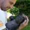 bebe gorila australia