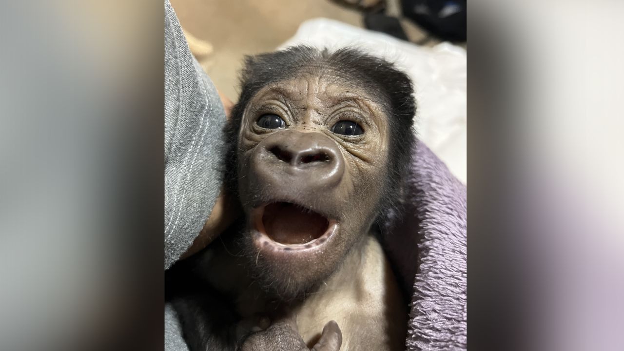 gorila bebe kaius