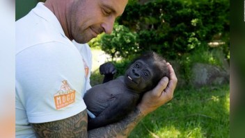 Este bebé gorila sobrevivió a un nacimiento traumático