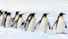 Los pingüinos emperador, en peligro de extinción