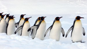 Los pingüinos emperador, en peligro de extinción