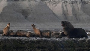 Mueren lobos marinos en Argentina por gripe aviar