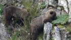El oso pardo, del  borde de la extinción a la "recuperación"
