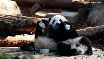 El tierno momento en el que unos pandas bebés comen en China