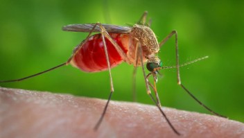 El virus del Nilo Occidental suele propagarse en EE.UU. a través de un mosquito llamado Culex, que se encuentra en todo el país. (Foto: James Gathany/CDC/Reuters/Archivo)