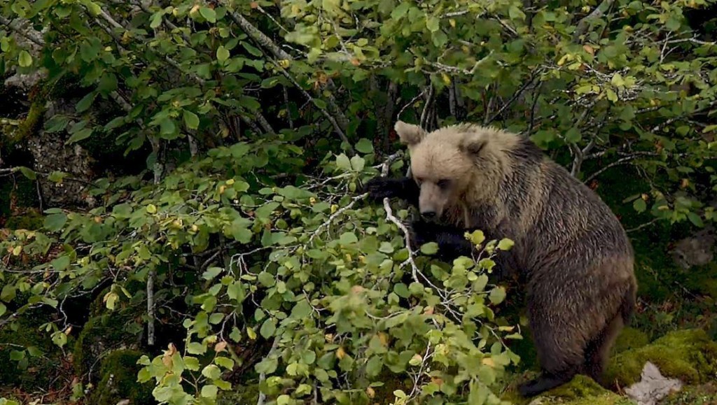 Brown bears in Cantabria have made an extraordinary recovery.  (Courtesy of Brown Bear Foundation)
