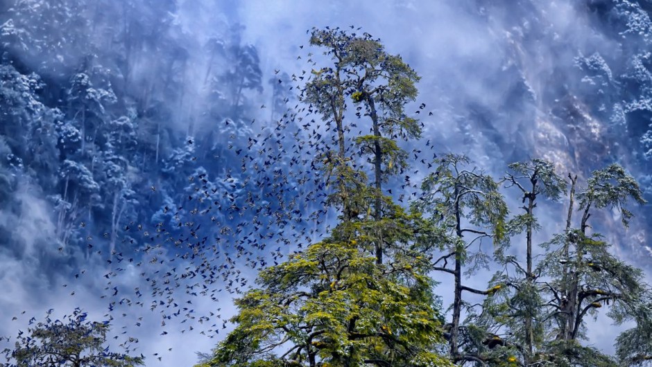 Una bandada de aves Grandala murmura a más de 4.000 metros de altitud en el Himalaya, mientras una tormenta de nieve se arremolina detrás. La fotografía ganó el primer premio en la categoría "En el bosque" del concurso.