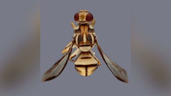 La mosca de la fruta Tau adulta mide aproximadamente 7 mm de longitud y es de color amarillo con manchas negras. (Crédito: Severyn Korneyev/CDFA)