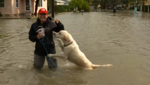 Huracán Idalia: un perro sorprende a reportera de CNN durante transmisión en vivo