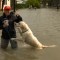 Huracán Idalia: un perro sorprende a reportera de CNN durante transmisión en vivo