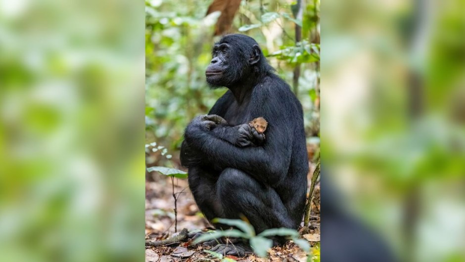 En este retrato tomado por Christian Ziegler, un bonobo abraza a una cría de mangosta cerca del Parque Nacional de Salonga, en la República Democrática del Congo. Según WWF, el bonobo es una especie de gran simio que comparte el 98,7% de su ADN con los humanos, pero actualmente es una especie en peligro de extinción que se enfrenta a amenazas como la caza furtiva y la pérdida de hábitat.