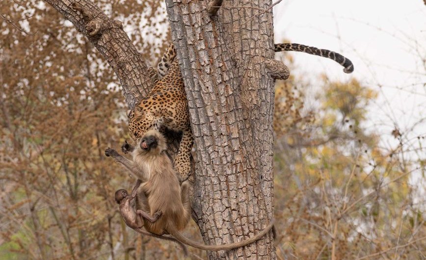 Afroj Sheikh capta una dura escena para su fotografía ganadora en la categoría "Comportamiento animal": un leopardo ataca a una madre y su cría de langur.