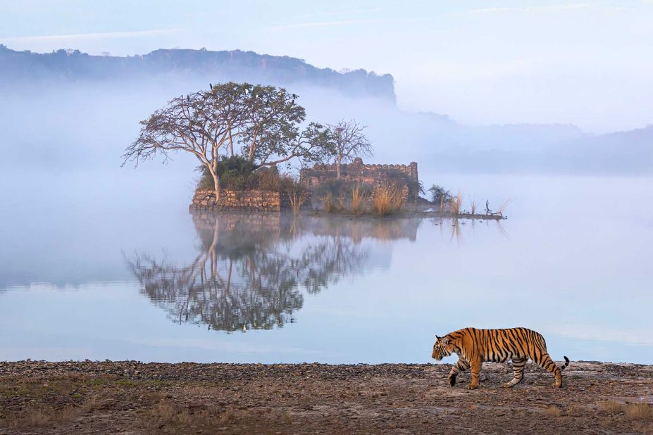 En la categoría "Paisajes salvajes y animales en su hábitat", esta fotografía de Amit Vyas mereció una mención especial. Representa a un tigre solitario atravesando el Parque Nacional de Ranthambore, en la India.