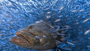 La fotografía de Tom Shlesinger de un mero Goliat del Atlántico mereció una mención especial en la categoría de "Retratos de animales". Este enorme pez puede vivir decenas de años y medir hasta 2,5 metros de largo.