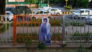 Langures de cartón colocados para ahuyentar a los macacos ante la sede de la Cumbre del G20 el 29 de agosto en Nueva Delhi. (Crédito: Vipin Kumar/Hindustan Times/Getty Images)