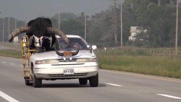 Un hombre lleva un toro en el asiento delantero de su auto