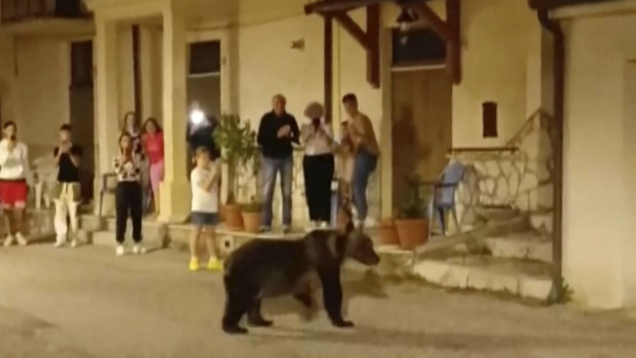 L’uccisione a sangue freddo dell’orso ha suscitato indignazione in Italia