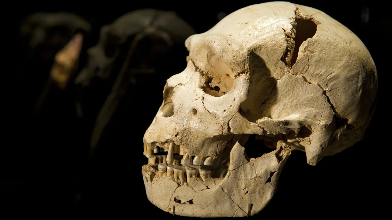 La humanidad casi se extinguió hace 900.000 años, revelan los científicos