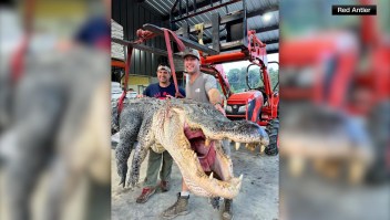 Cazadores baten récord al capturar a un enorme caimán