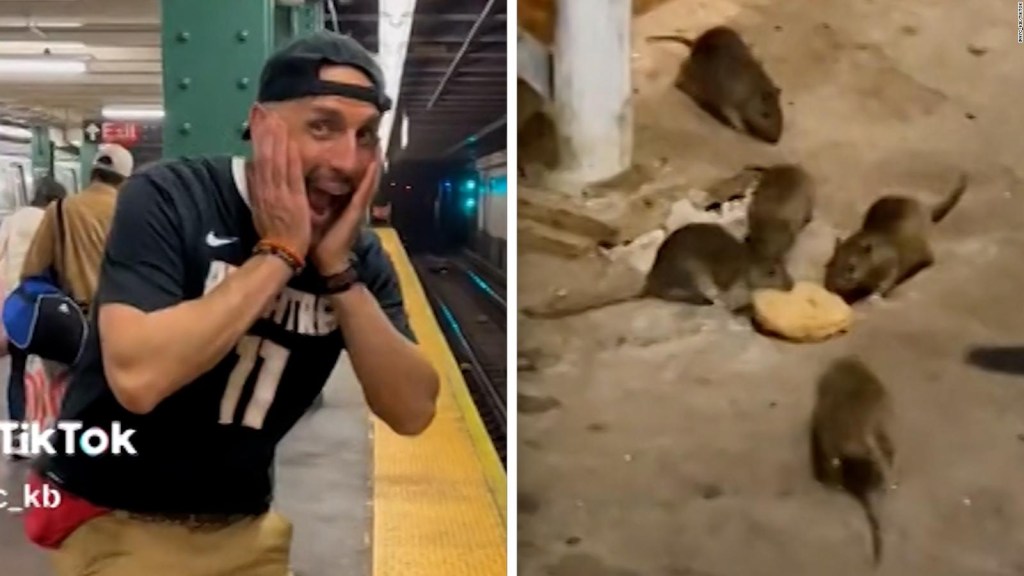 "Rat Tok": tours en la ciudad de Nueva York con todo y ratas
