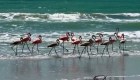 El huracán Idalia trajo flamencos a Estados Unidos