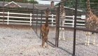 Nace una extraña jirafa sin manchas en un zoológico de Tennessee