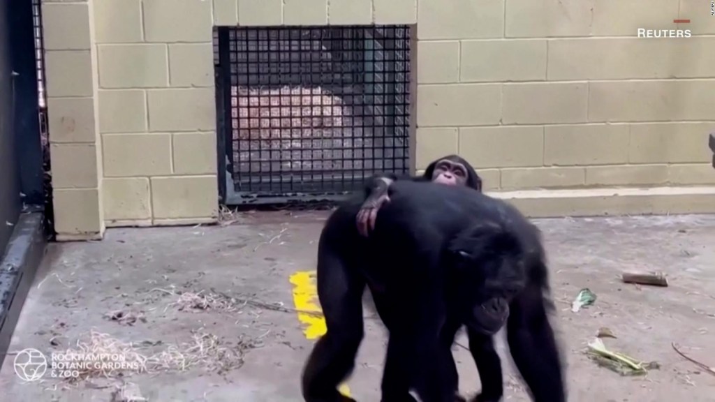 Bebé chimpancé se reencuentra con su madre