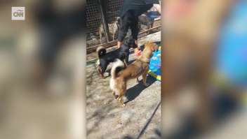Un refugio ucraniano de rescate de mascotas pide ayuda