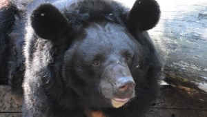 oso ucrania zoo escocia