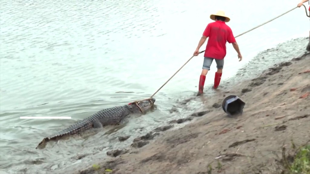 Inundación en China provoca búsqueda de más de 70 cocodrilos