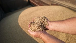 Tres países prohíben importación de cereales ucranianos