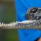 ¿Por qué este caimán tiene la mitad de su mandíbula?