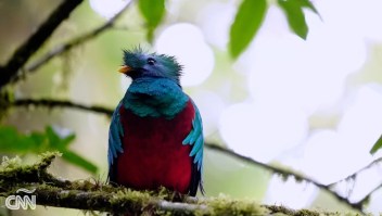 Proyecto busca preservar el quetzal resplandeciente