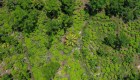 Cultivos de coca en Colombia alcanzan un nuevo máximo histórico