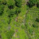 Cultivos de coca en Colombia alcanzan un nuevo máximo histórico