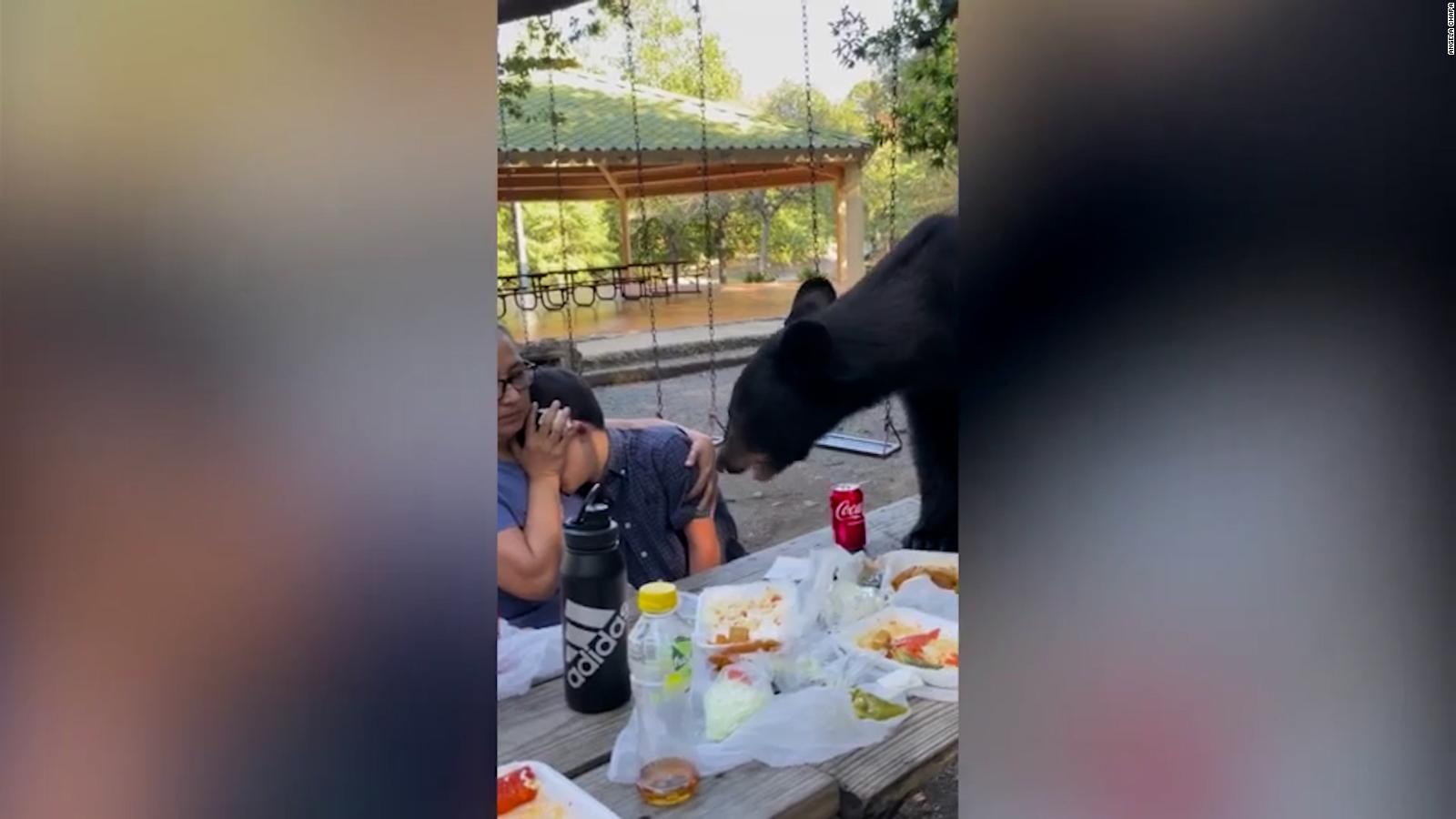 Un oso arruina un picnic familiar en un parque y se come todos los tacos