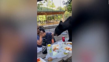 "Compartimos un taco con un oso", video capta el impresionante momento